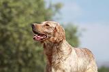SETTER ANGLAIS 207